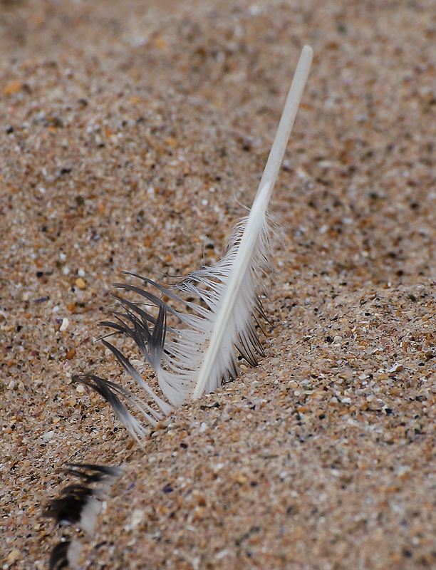 Bretagne 09-2012 D35_1900 als Smart-Objekt-1 Kopie.jpg - Viele interessante Dinge im Sand verborgen